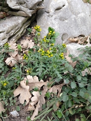 Senecio vulgaris