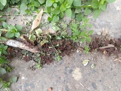 Oxalis corniculata
