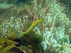 Petroscirtes fallax