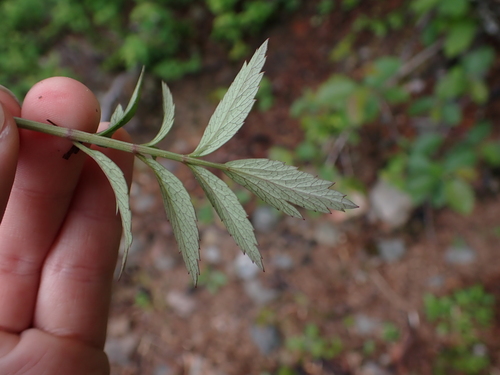 Image of Cicuta douglasii by (c) Aiva Noringseth, some rights reserved (CC BY)