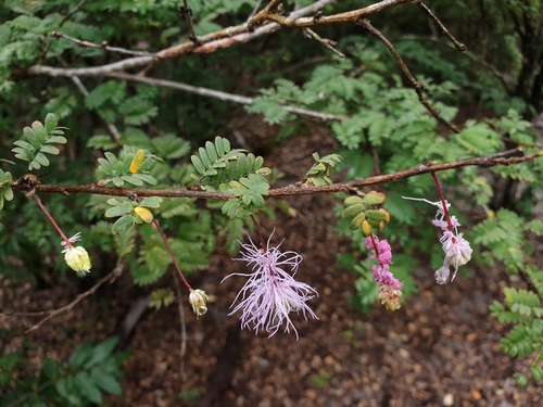 Dichrostachys arborescens