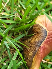 Pulchroboletus rubricitrinus image