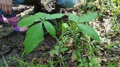 Arisaema triphyllum