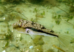 Torquigener squamicauda