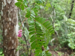 Dichrostachys arborescens image