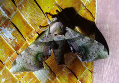 Daphnusa ocellaris
