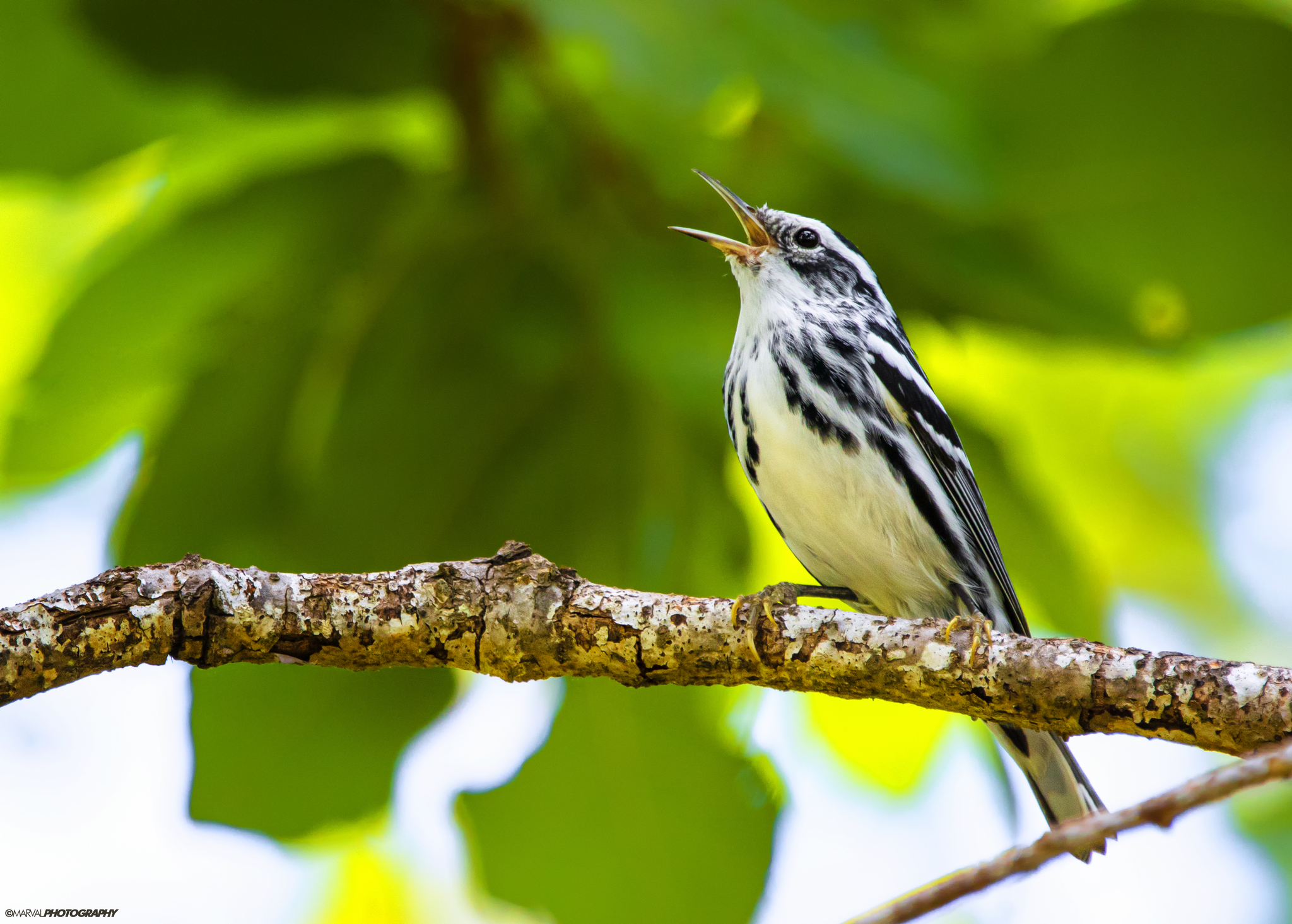 Black-and-white Warbler illustration