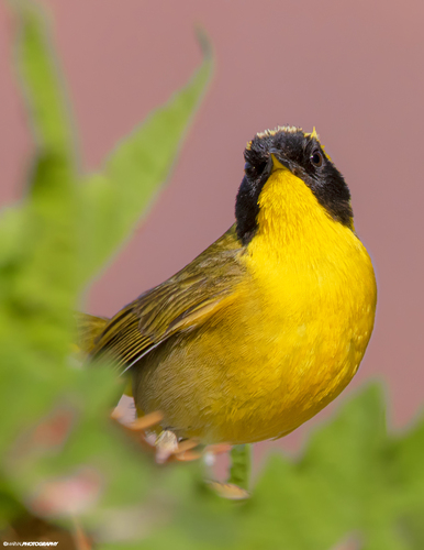 Belding's Yellowthroat (Geothlypis beldingi), photo 6