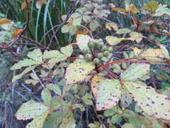 Pseudopanax discolor