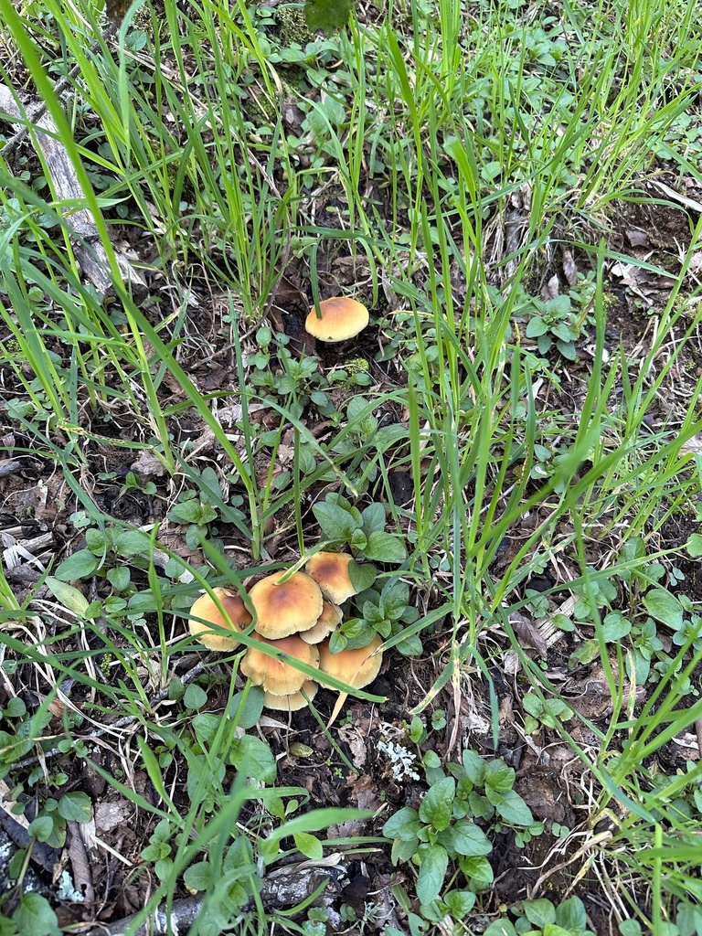 Hypholoma fasciculare · October 2023 · photo: © nitsuga74 (iNaturalist, cc-by)