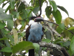 Andigena nigrirostris