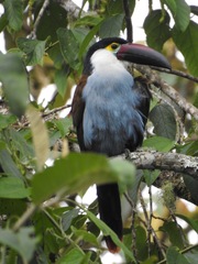 Andigena nigrirostris