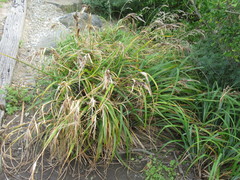 Carex trifida