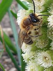 Colletes cunicularius