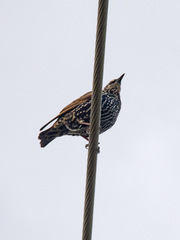 Sturnus vulgaris