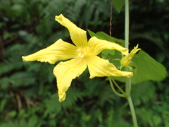 Thladiantha punctata