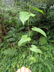 Thladiantha punctata