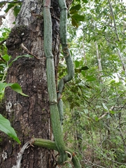 Vanilla madagascariensis