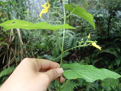 Thladiantha punctata