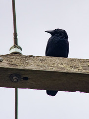 Corvus mellori