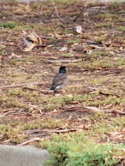 Acridotheres tristis