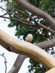 Rhipidura leucophrys