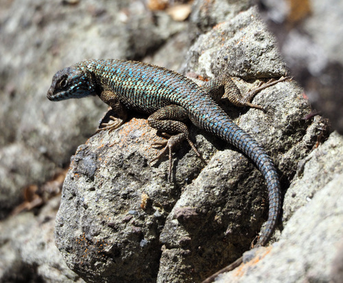 Island Fence Lizard