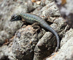 Island Fence Lizard photo 2