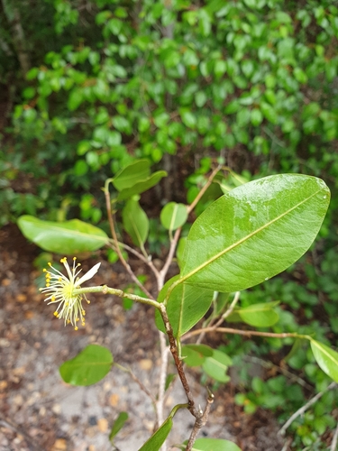 Rhopalocarpus similis image
