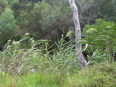 Phragmites australis