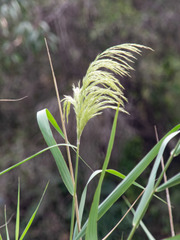 Phragmites australis