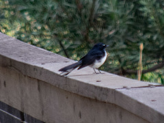 Rhipidura leucophrys