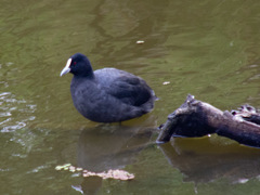 Fulica atra australis