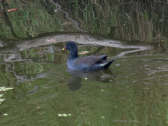 Gallinula tenebrosa