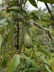 Aristolochia albida image