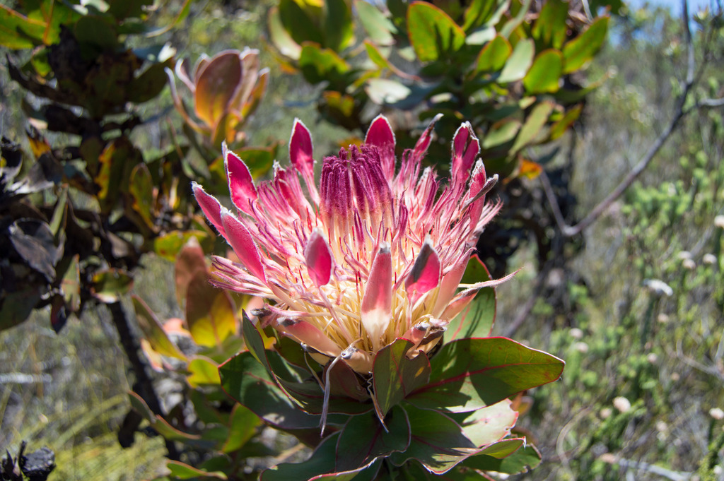 Broad-leaved Sugarbush
