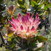 Protea eximia - Photo (c) Peter Thompson, algunos derechos reservados (CC BY-NC), uploaded by Peter Thompson