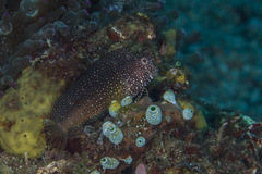 Snowflake Blenny photo 2