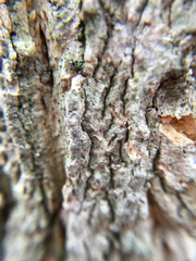 Phellodendron amurense