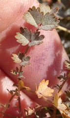 Acaena inermis