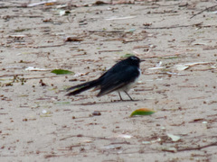 Rhipidura leucophrys