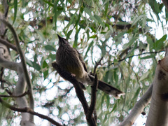 Anthochaera carunculata