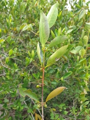 Cassipourea
