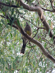 Anthochaera carunculata