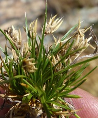 Colobanthus strictus