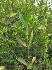 Cassipourea