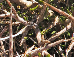 Heliothela atra