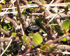 Heliothela atra