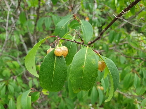 Psorospermum malifolium image