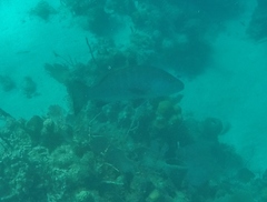 Lutjanus cyanopterus